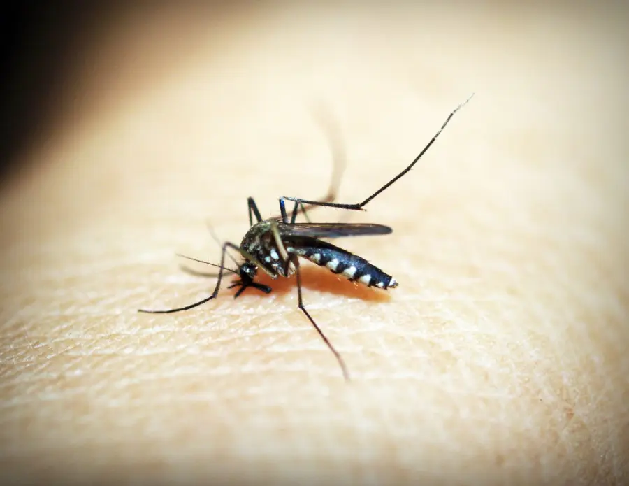 Dengue, disinfestazione in via Mozart dal 4 al 6 agosto