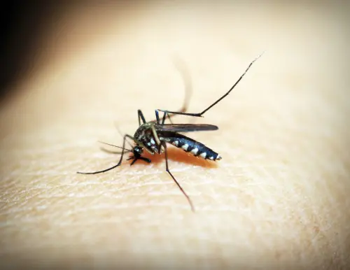 Dengue, disinfestazione in via Mozart dal 4 al 6 agosto