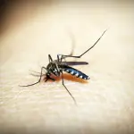 Dengue, disinfestazione in via Mozart dal 4 al 6 agosto