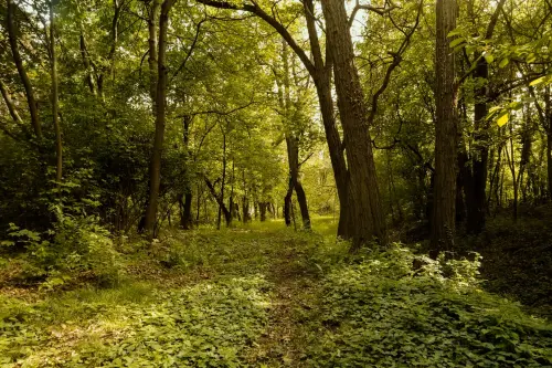 Lombardia, 973mila euro ai Consorzi forestali per boschi e viabilità