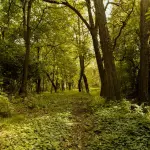 Lombardia, 973mila euro ai Consorzi forestali per boschi e viabilità