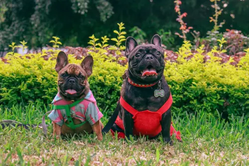 Lombardia, appello contro l’abbandono degli animali: “Denunciate”