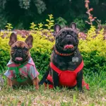Lombardia, appello contro l’abbandono degli animali: “Denunciate”