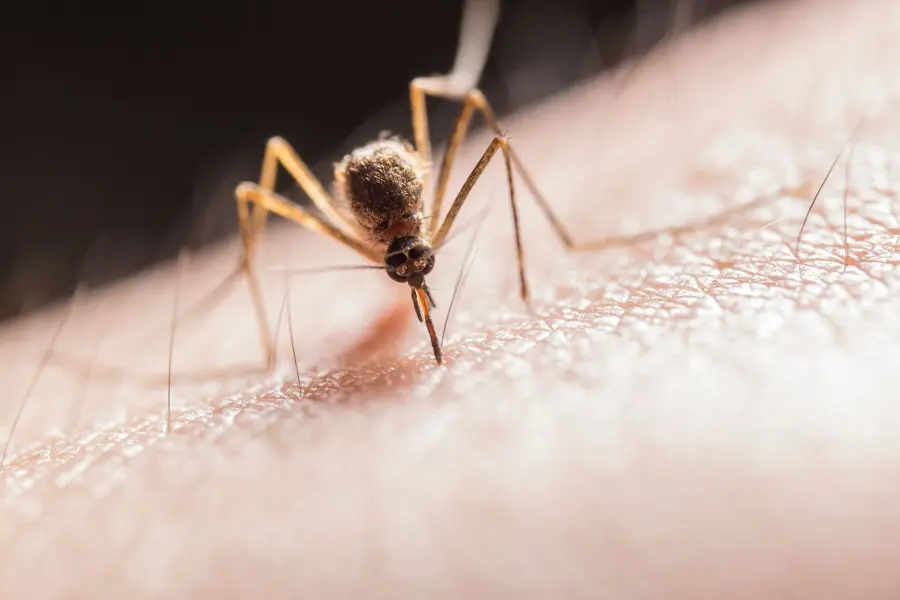 Monza, disinfestazione straordinaria dopo un caso sospetto di Dengue