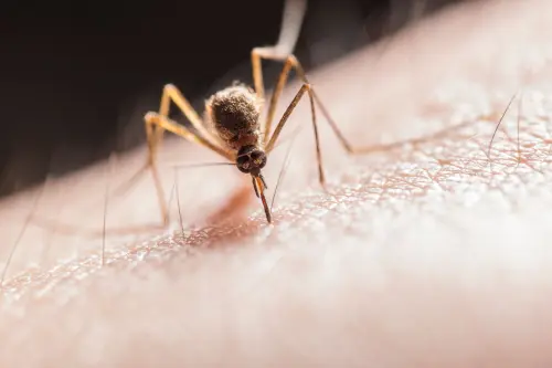 Monza, disinfestazione straordinaria dopo un caso sospetto di Dengue
