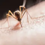 Monza, disinfestazione straordinaria dopo un caso sospetto di Dengue