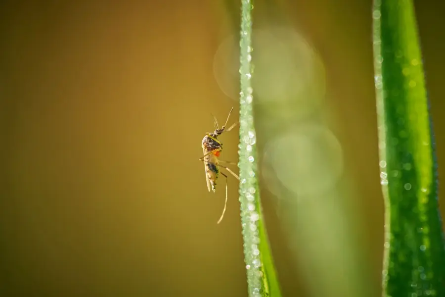 Monza, due casi sospetti di Dengue: disinfestazione in due zone