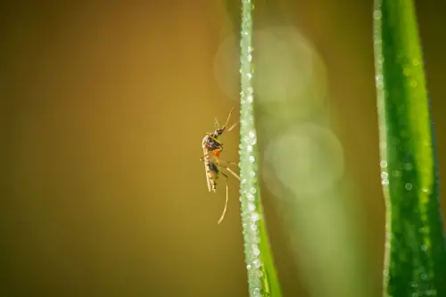 Monza, due casi sospetti di Dengue: disinfestazione in due zone