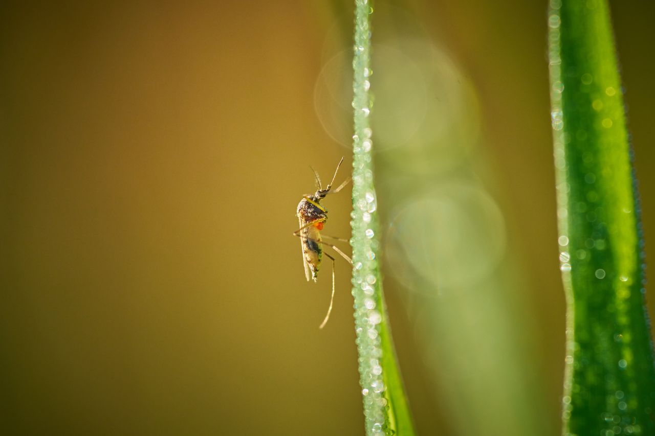 Monza, due casi sospetti di Dengue: disinfestazione in due zone
