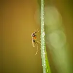 Monza, due casi sospetti di Dengue: disinfestazione in due zone