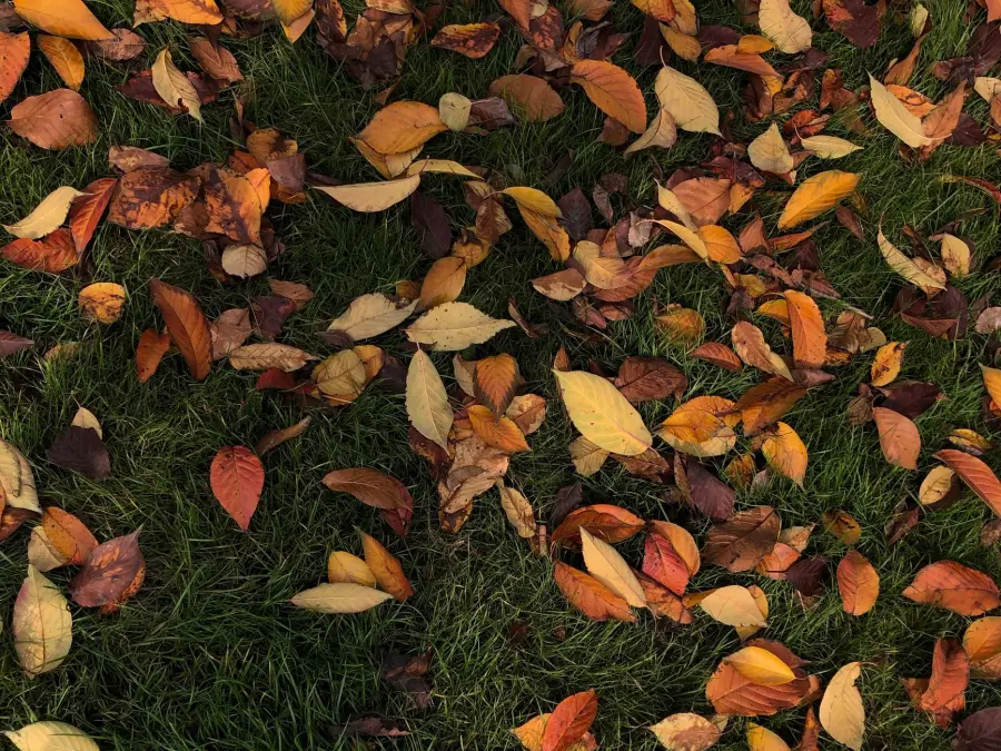 Monza e Brianza, Giornate FAI d’Autunno: cinque luoghi da scoprire