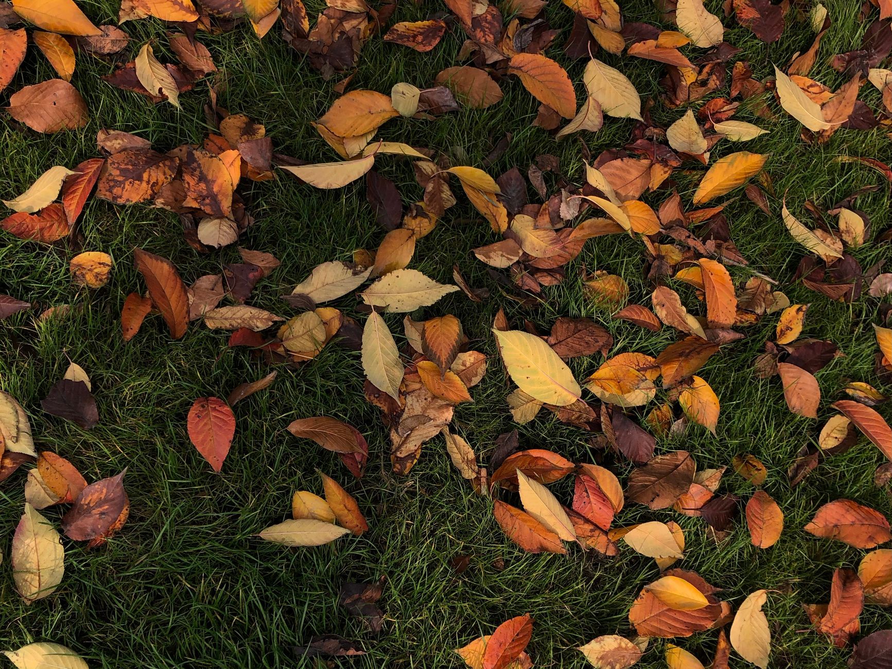 Monza e Brianza, Giornate FAI d’Autunno: cinque luoghi da scoprire