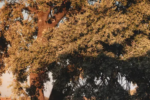 Seveso, il Bosco delle Querce simbolo della rinascita ambientale