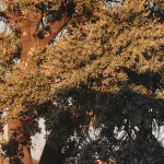 Seveso, il Bosco delle Querce simbolo della rinascita ambientale
